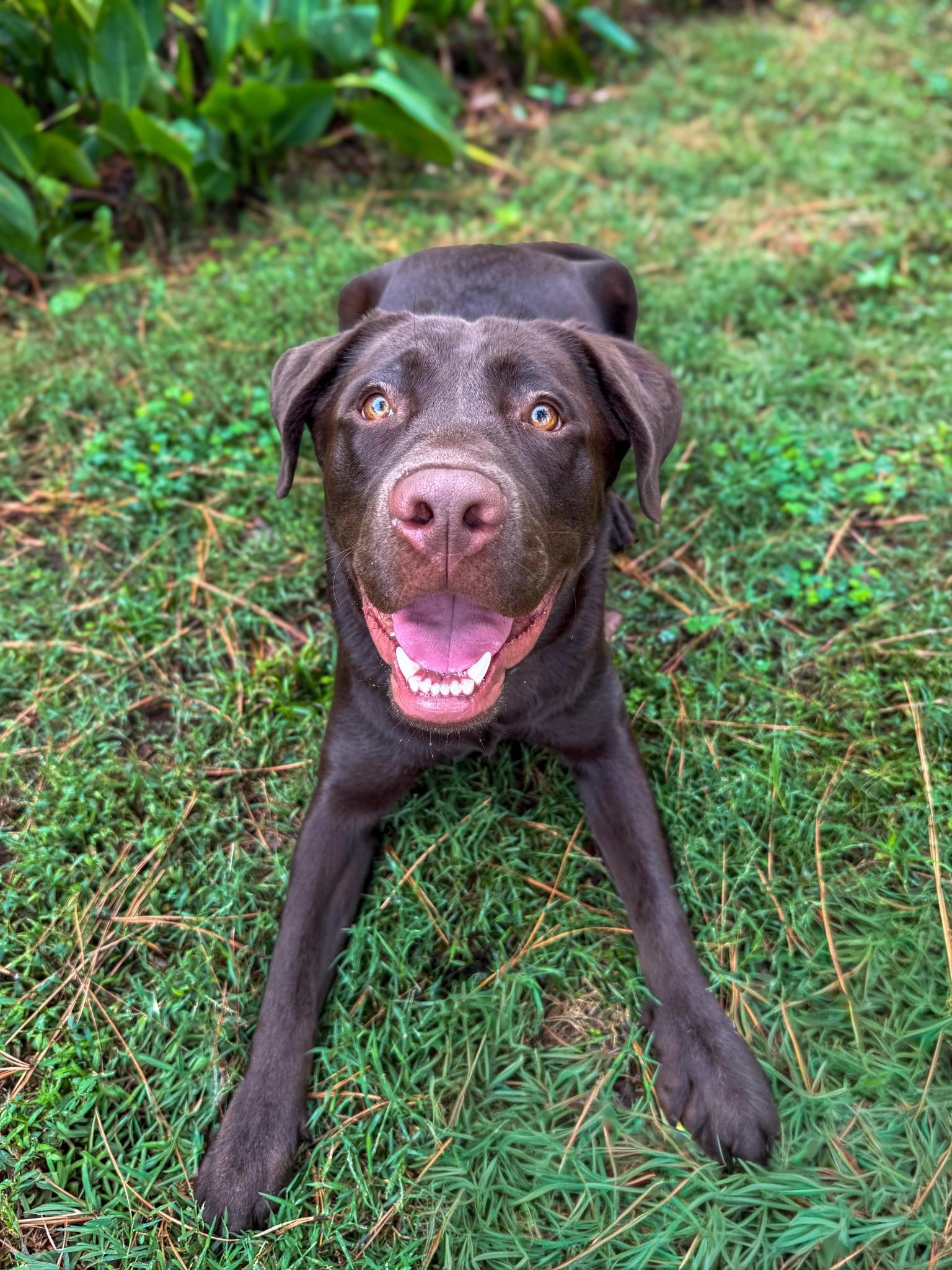 Happy pet parent review from Madison Alabama