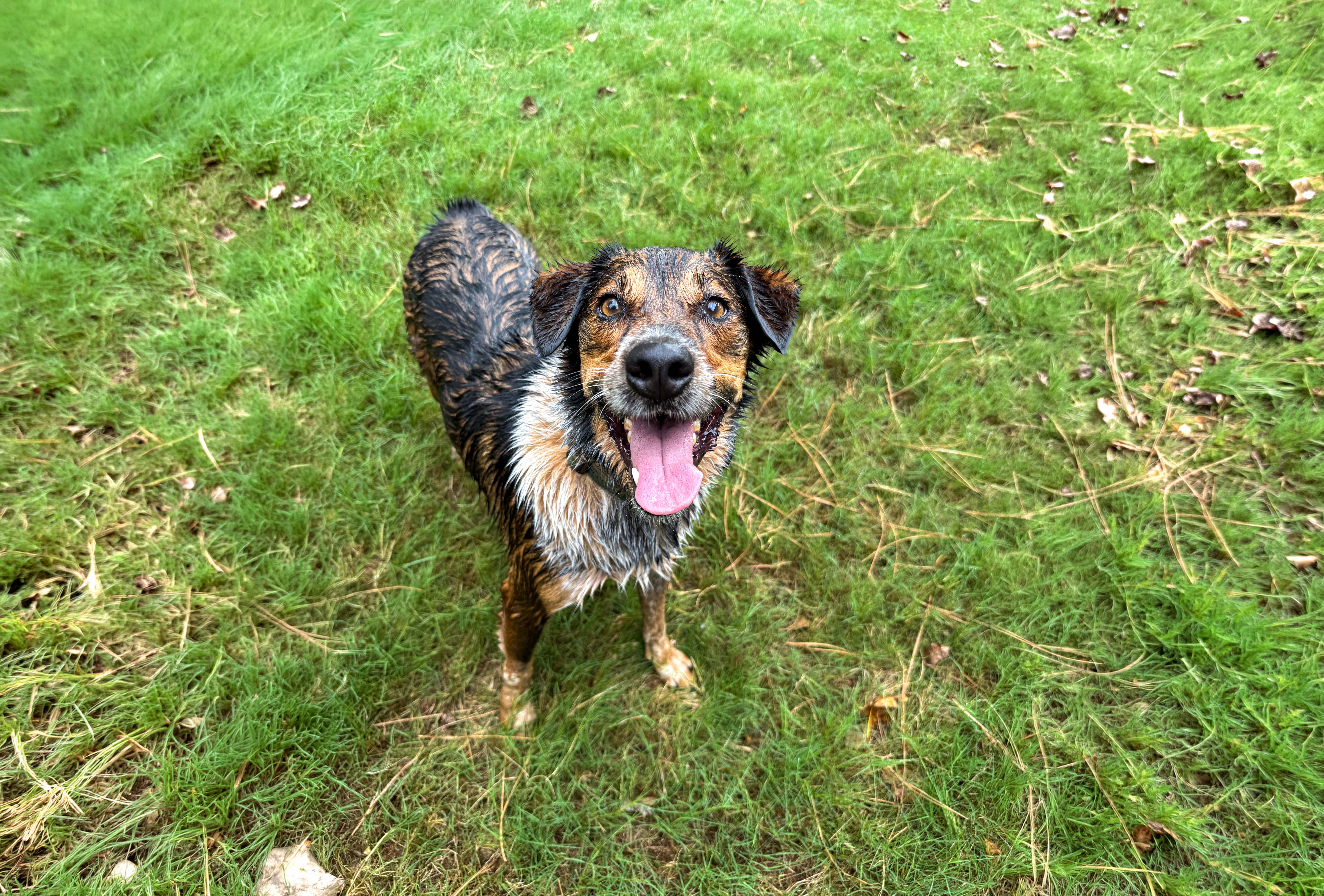 Pet sitter caring for a dog during an in home pet sitting visit in Madison Alabama