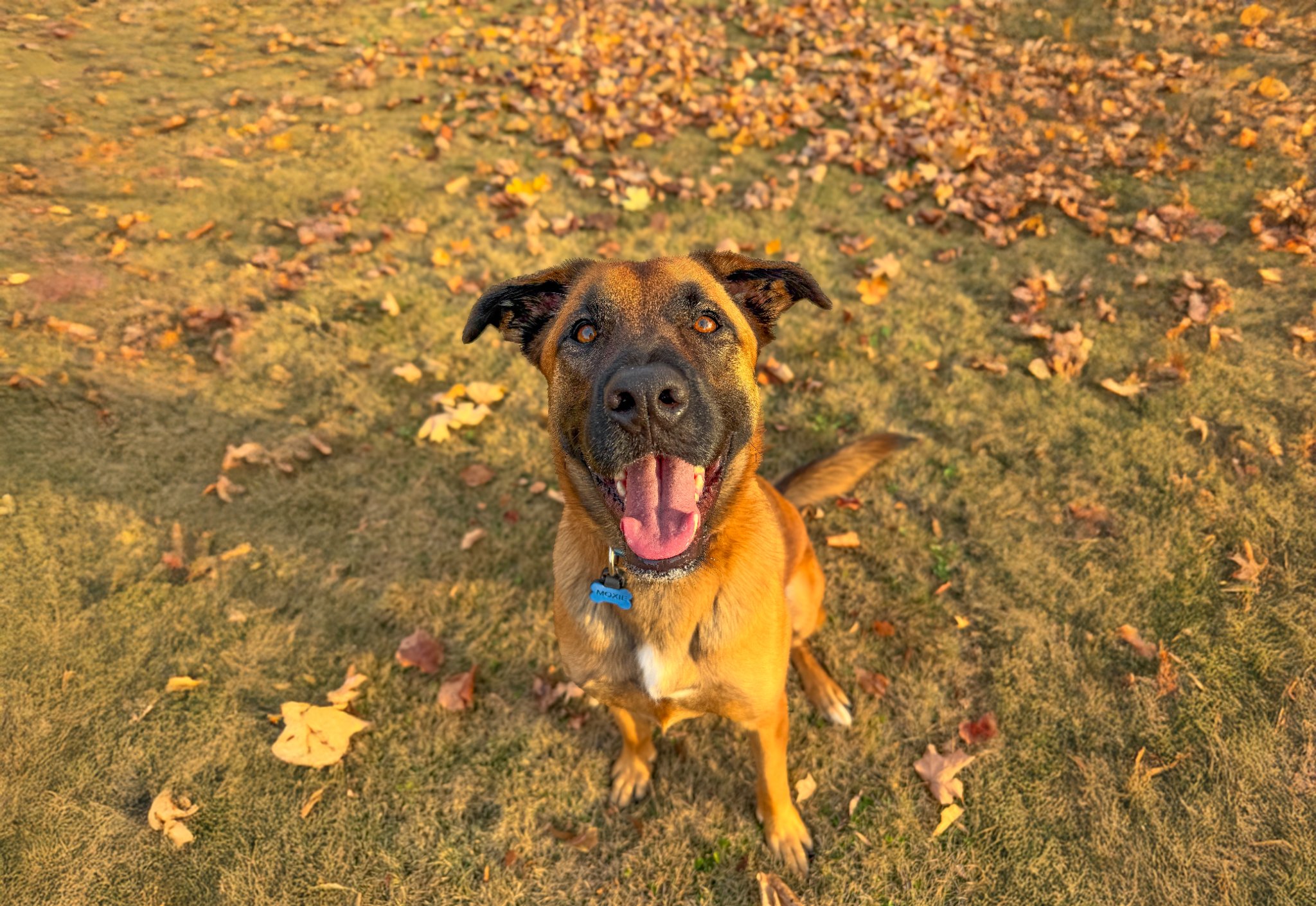 Pet sitter providing in-home pet care for cow in Madison Alabama