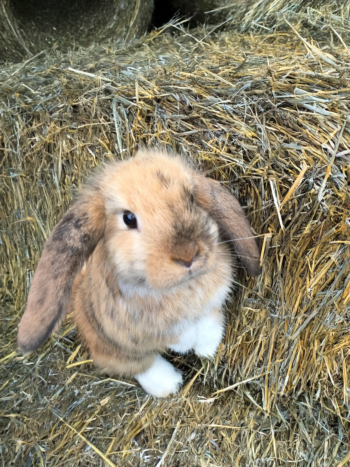 Sitter sending instant pet update photos to client