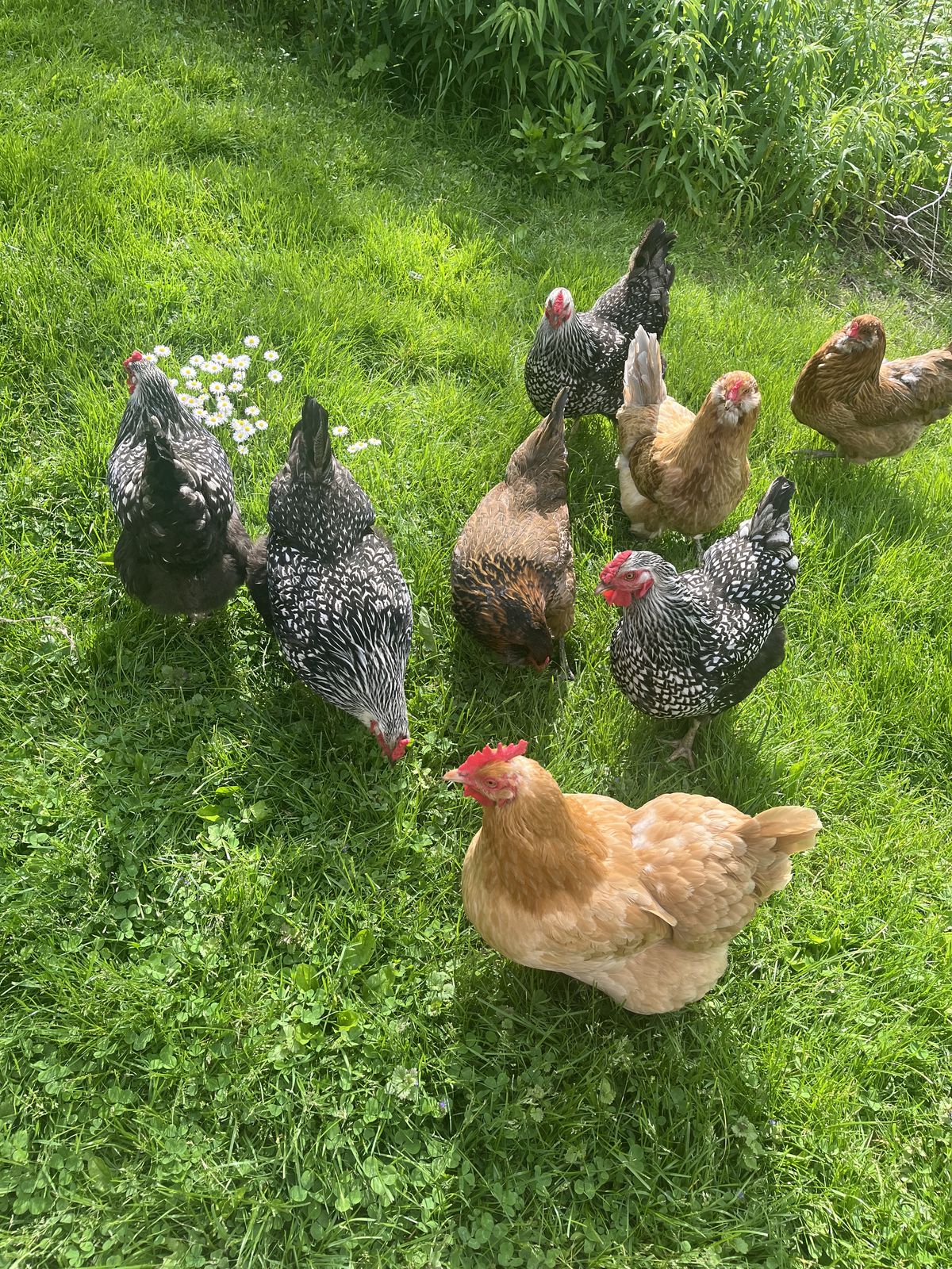 A group of nine chickens of various colors pecking on green grass with some small white flowers nearby.