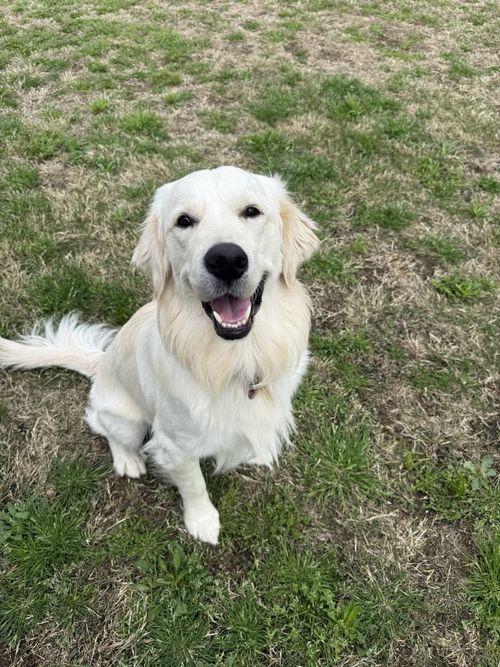 Happy white Golden Retriever sitting on patchy grass looking up with mouth open.