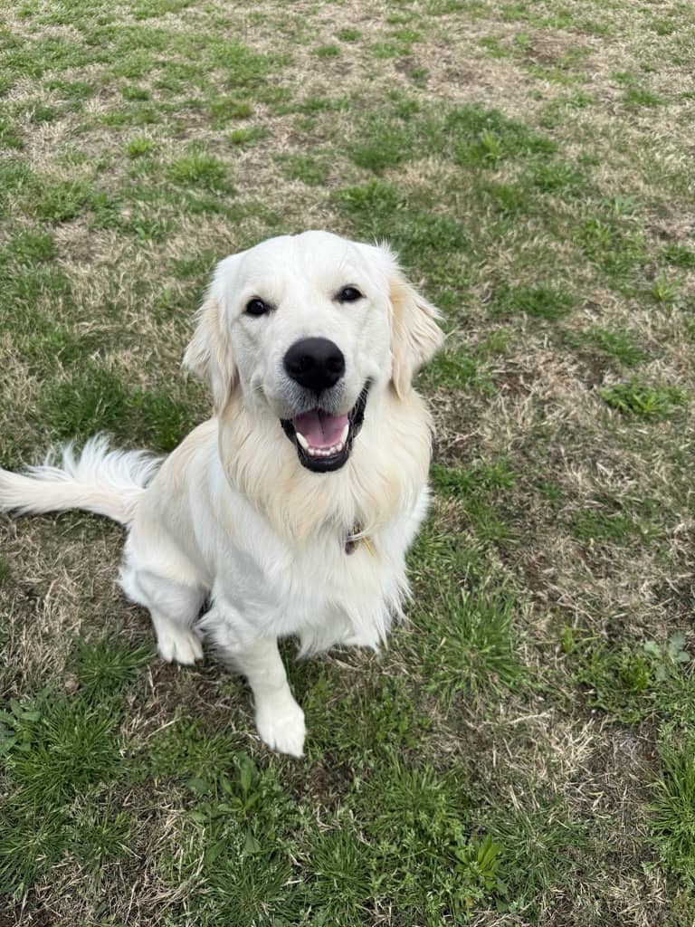 Happy white Golden Retriever sitting on patchy grass looking up with mouth open.
