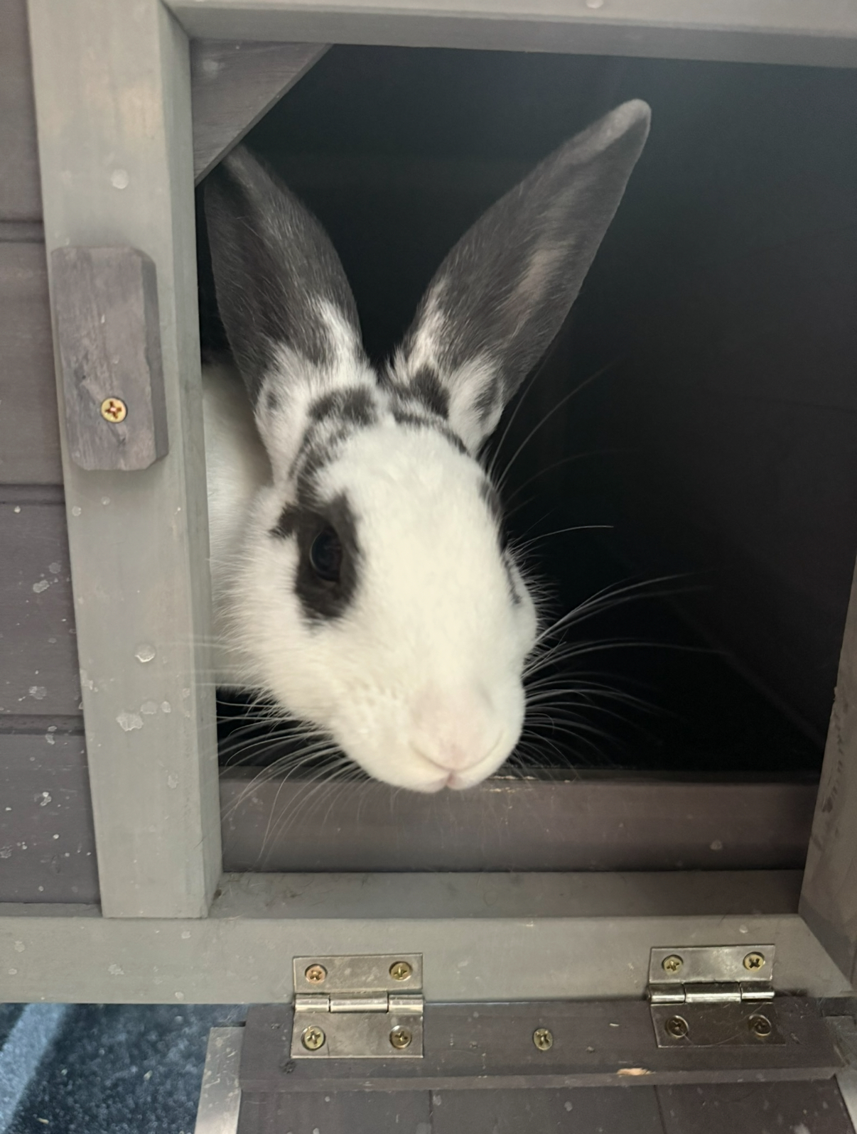 White rabbit with black markings peeking out from a small wooden hutch.
