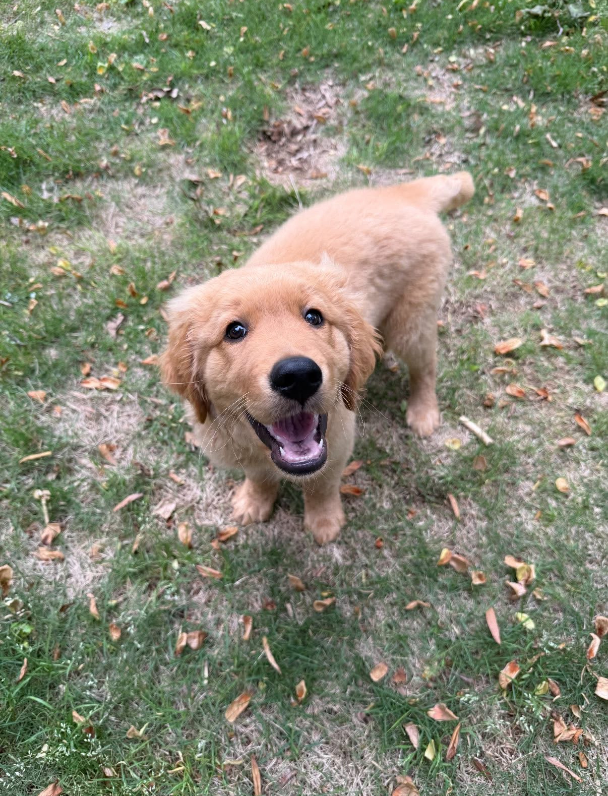 Smiling golden retriever puppy standing on grass with scattered leaves.