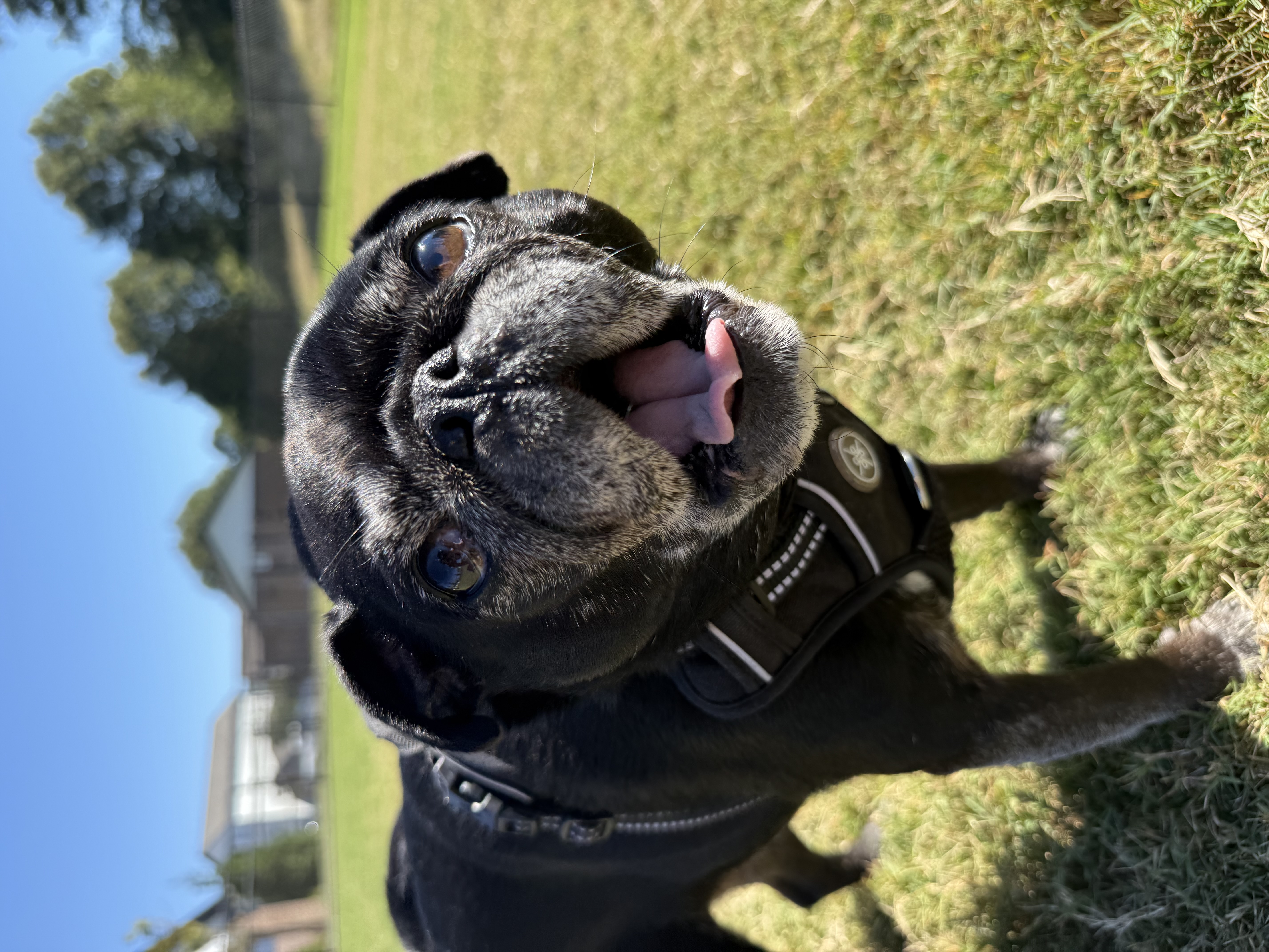 Happy pet parent review from Triana Alabama