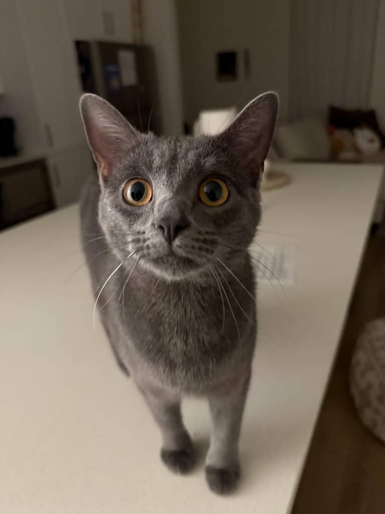 Gray cat with large yellow eyes standing on a white countertop indoors.