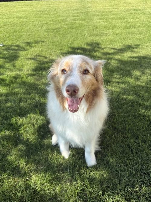 Happy fluffy dog with white and tan fur sitting on green grass.