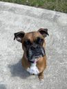 Brown and white boxer dog sitting on a concrete surface looking up at the camera.