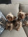 Two small Yorkshire Terrier dogs sitting on a gray fabric couch next to a decorative pillow.