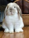 Fluffy white and light brown lop-eared rabbit sitting on a wooden floor.