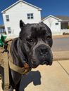 Close-up of a black dog with cropped ears standing outdoors on a sunny day in a residential area.