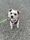 Small white dog with light brown ears wearing a pink harness and green leash standing on gray pavement.