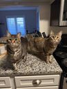 Two tabby cats sitting side by side on a kitchen countertop.