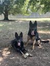 Two German Shepherd dogs lying on dirt next to each other outdoors under trees.