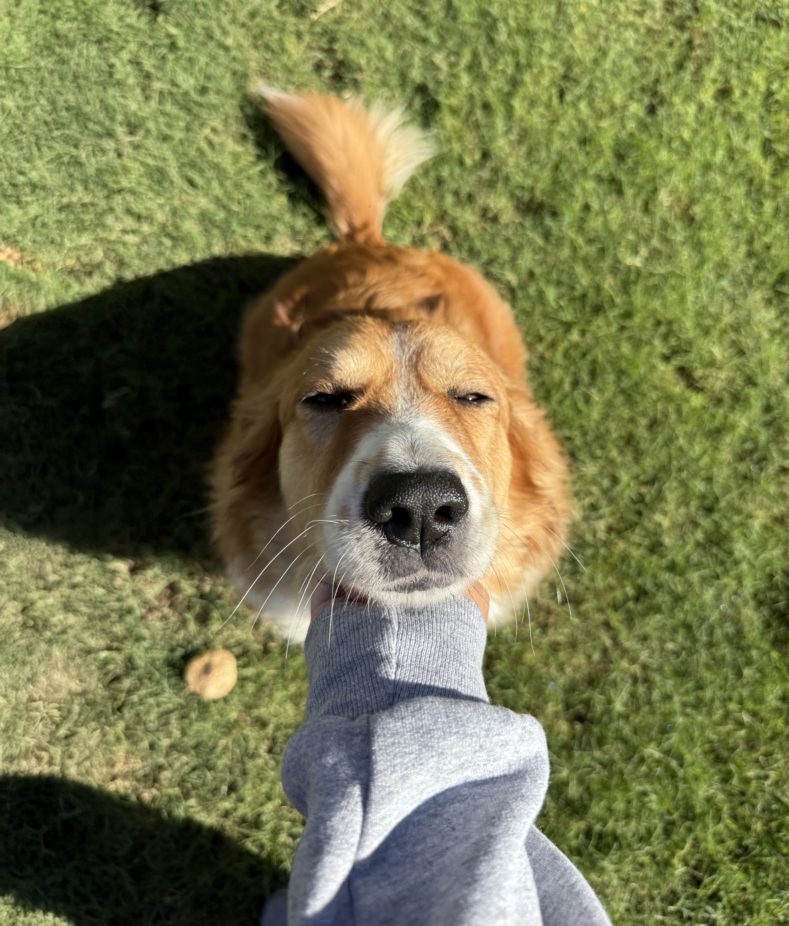 Close-up of a golden-brown dog with eyes closed enjoying chin scratches outdoors on green grass.