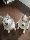 Two white husky dogs sitting on a wooden floor looking up.
