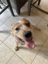 Happy brown and white dog with tongue out sitting on tiled floor near wooden chair legs.