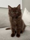 Small fluffy dark brown kitten sitting on a light gray couch with white pillows in the background.