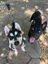 Two playful dogs sitting on a stone path, one with black and white fur and large ears, the other black with its tongue out.