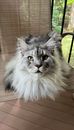 Close-up of a Maine Coon cat with long fluffy fur sitting indoors near a window with vertical blinds.