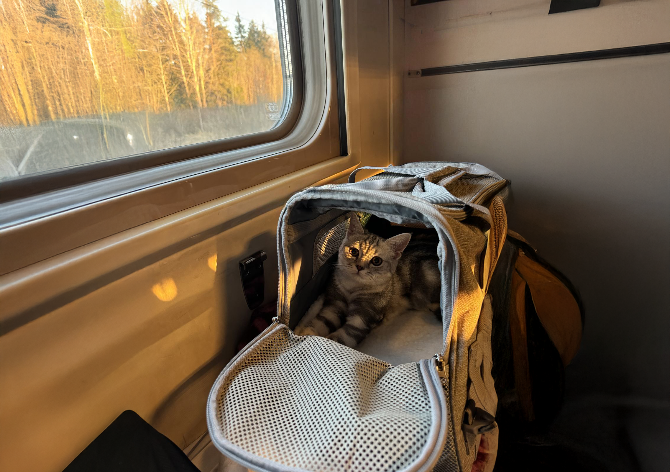 Gray tabby kitten resting inside an open gray pet carrier near a window with sunlight casting shadows.