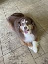 Small brown and white dog lying on a tiled floor looking up with mouth open.
