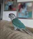 Small green and gray parrot perched on a beige sofa with blurred home decor in the background.