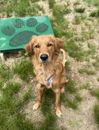 Golden retriever sitting on grass next to a green mat with paw prints.