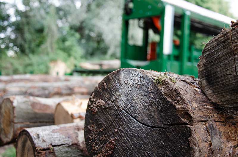 Nahaufnahme von geschnittenem Holzstamm mit forstwirtschaftlicher Maschine im Hintergrund.