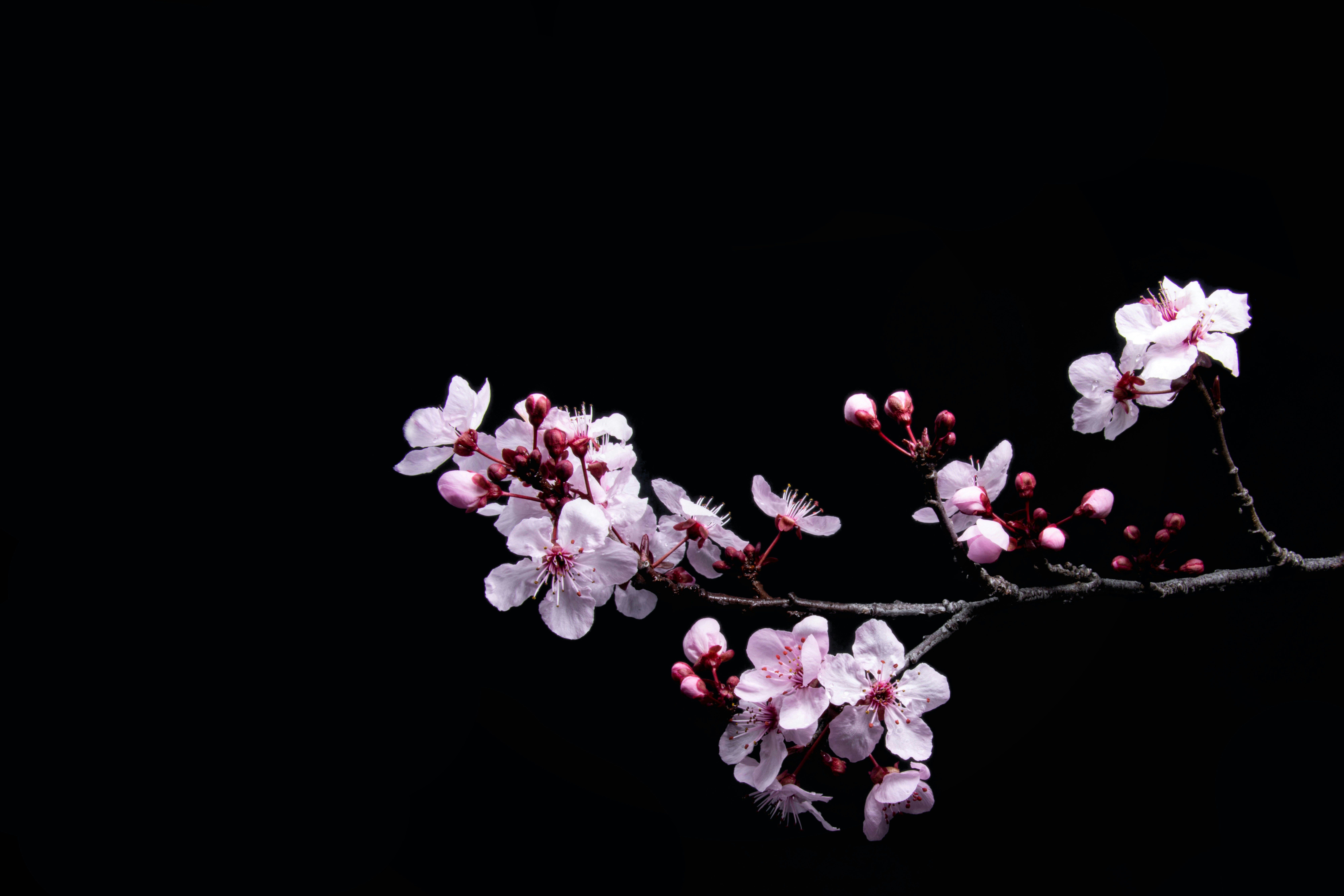 Cherry blossoms photographed against black background