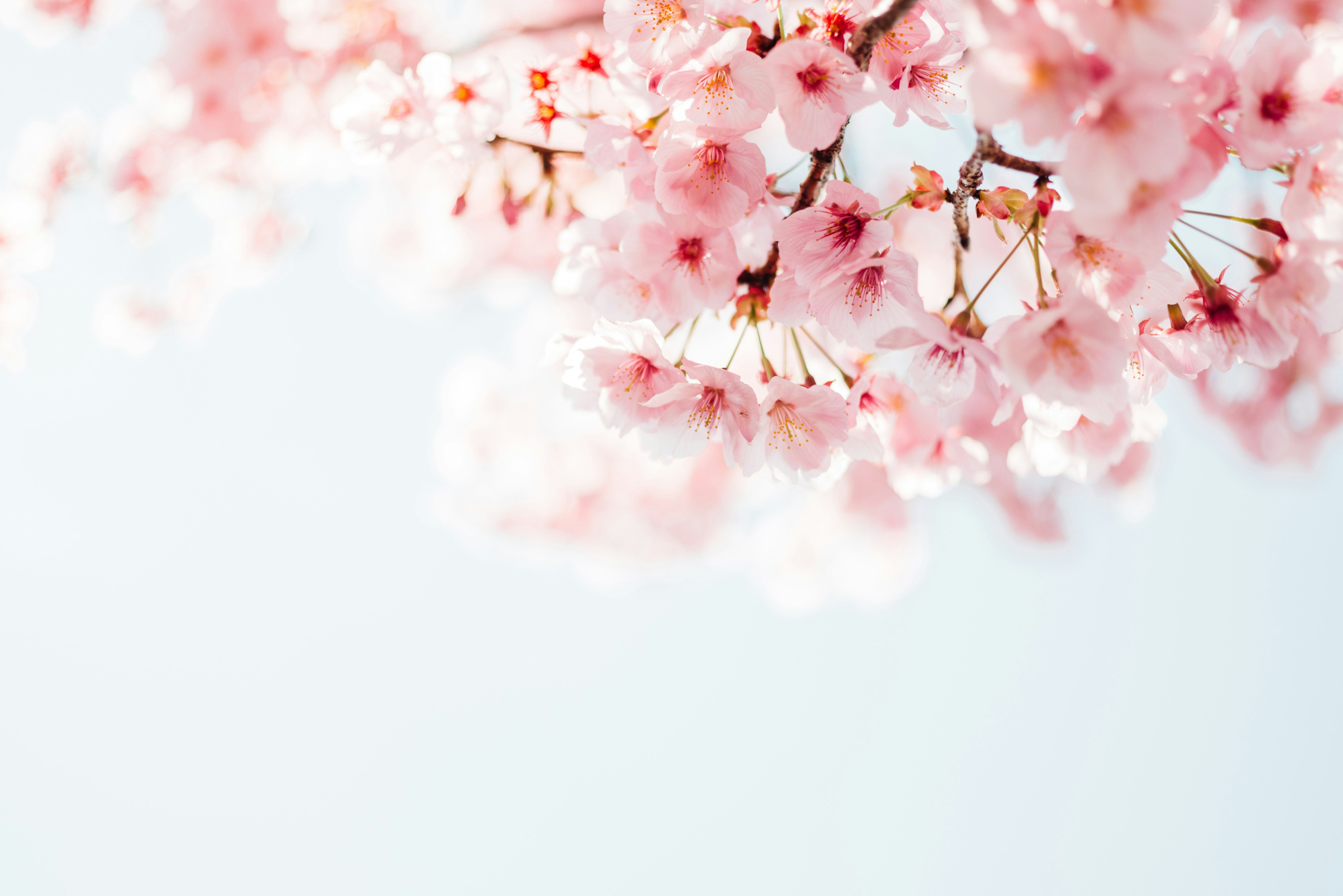 Blossoms against a white background