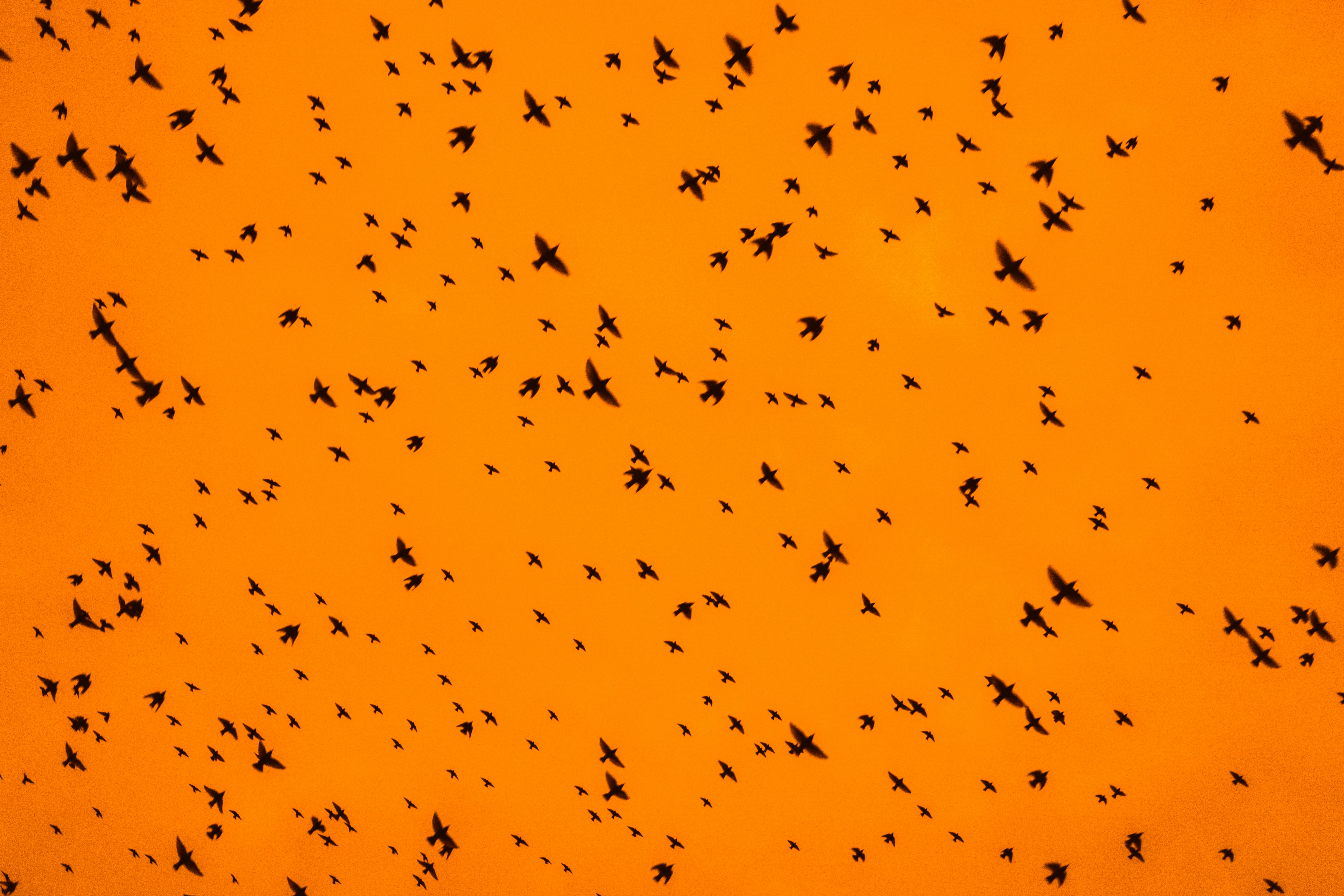 A mass of birds against an orange sky