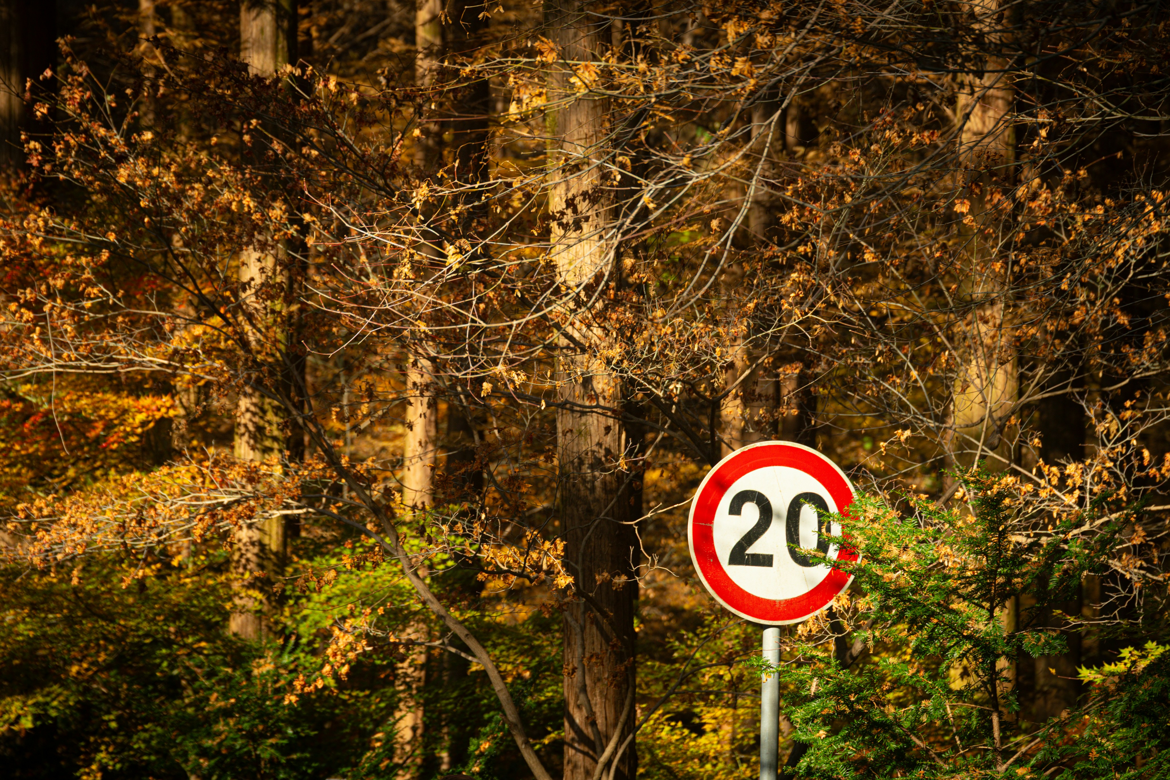 A road sign displaying a speed limit of 20 against a forest backdrop