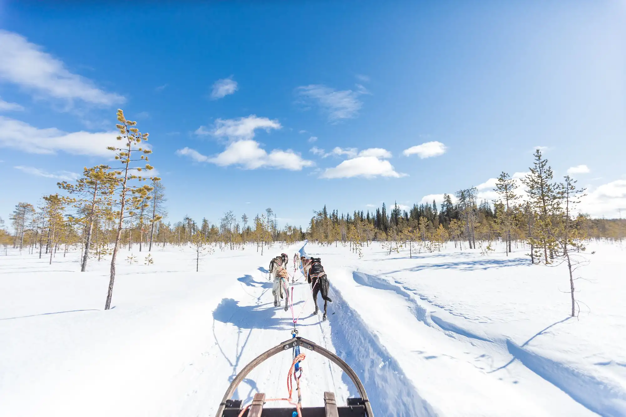 Mit dem Hundeschlitten durch Lappland