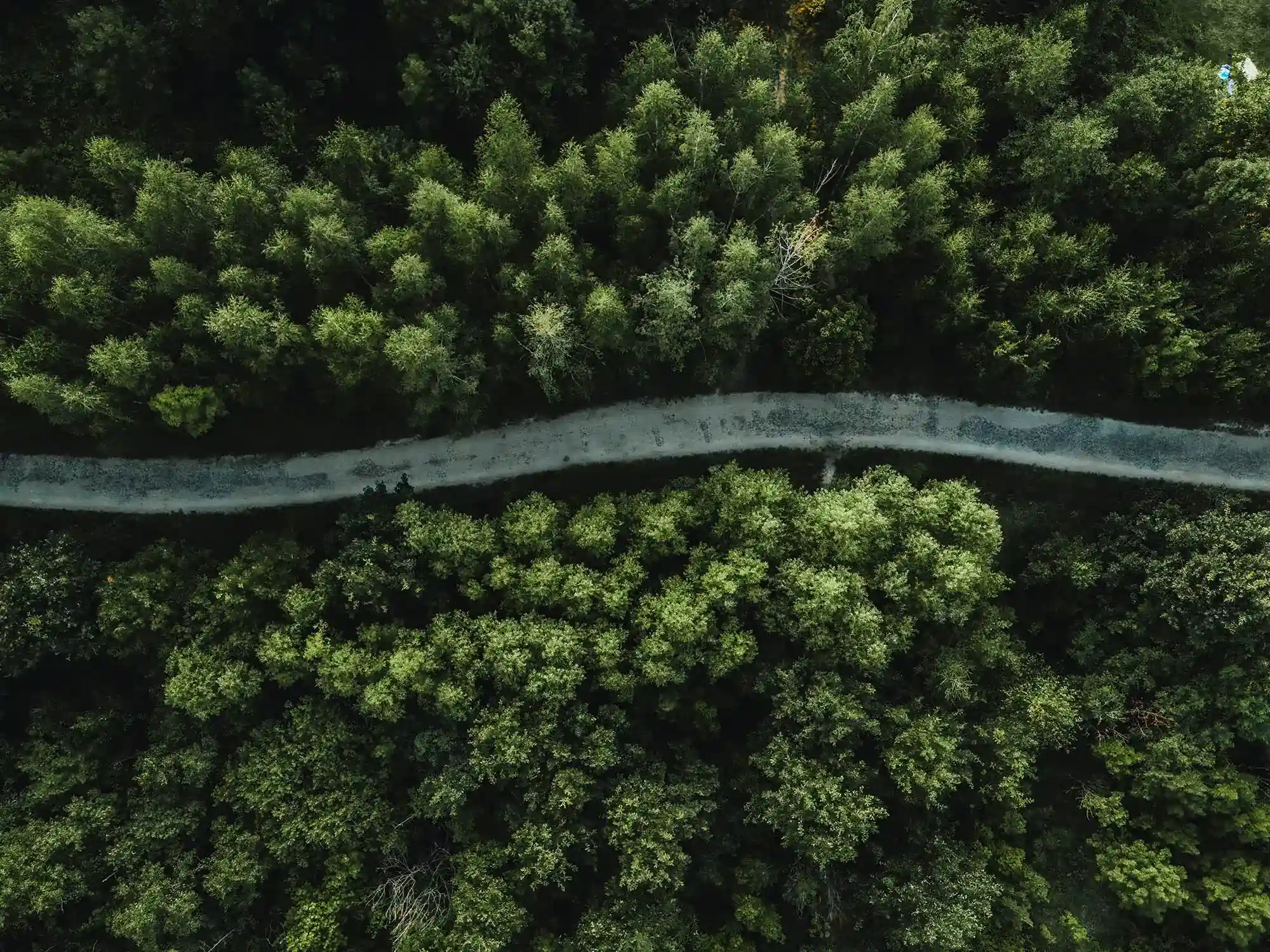 Vogelperspektive auf eine leere Straße, die durch einen Wald führt.