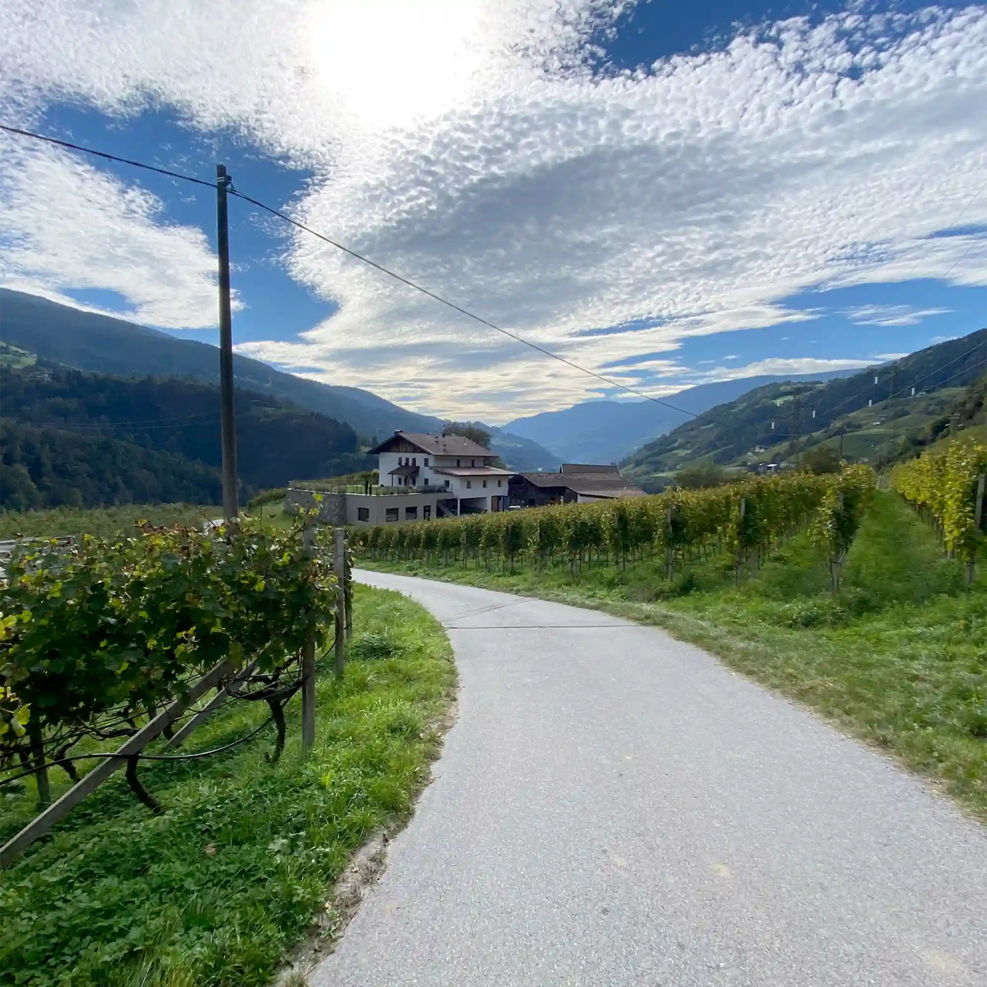 Ein Feldweg durch Weinberge, im Hintergrund Berge