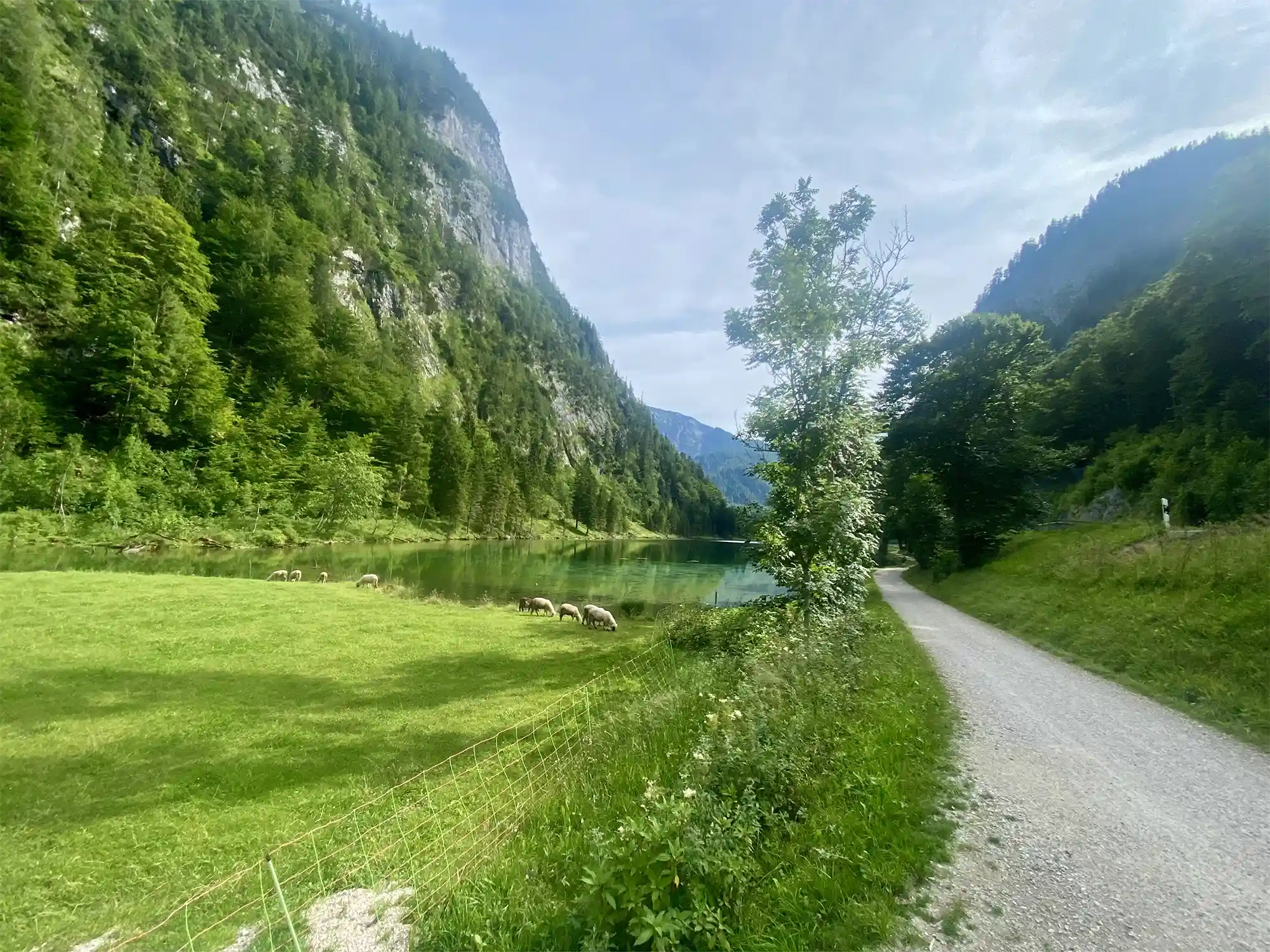 Schafe grasen am Ufer eines Sees in den bayrischen Alpen.