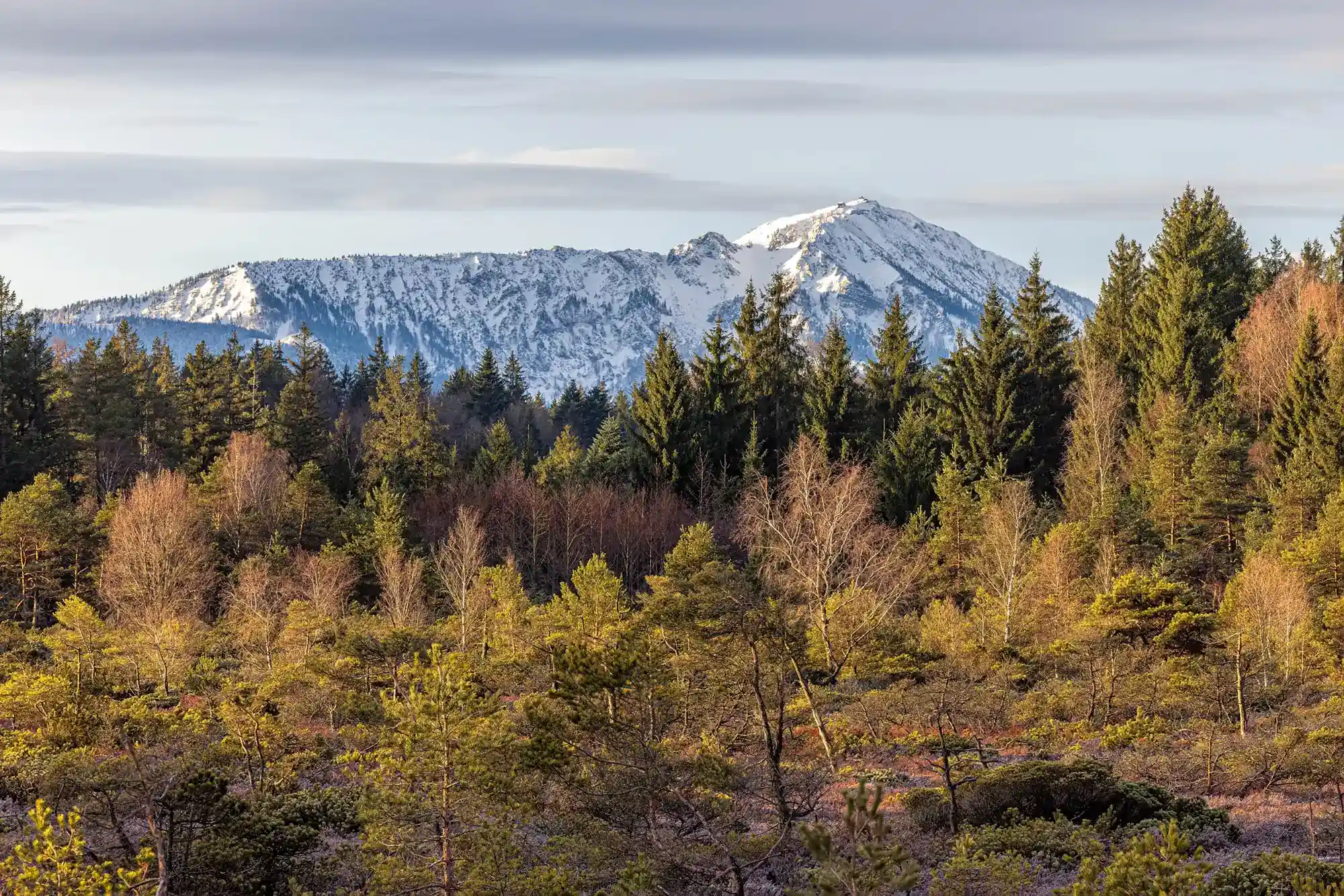 Blick über das Hochmoor Demelfilzen in Bayern. Im Hintergrund herbstlicher Wald und schneebedeckte Berge
