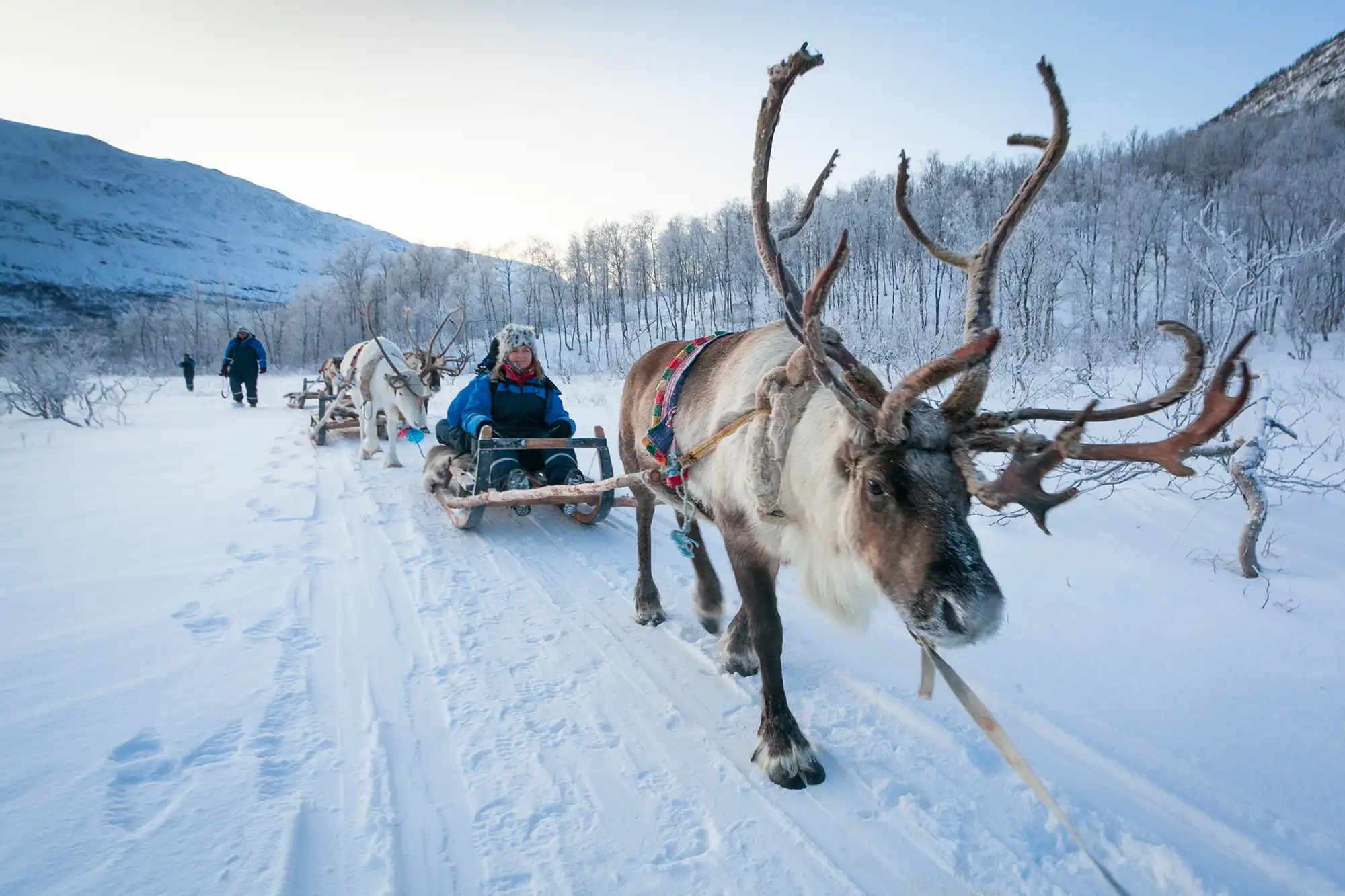 Wie der Weihnachstmann: mit dem Rentierschlitten durch die verschneite Landschaft Norwegens.
