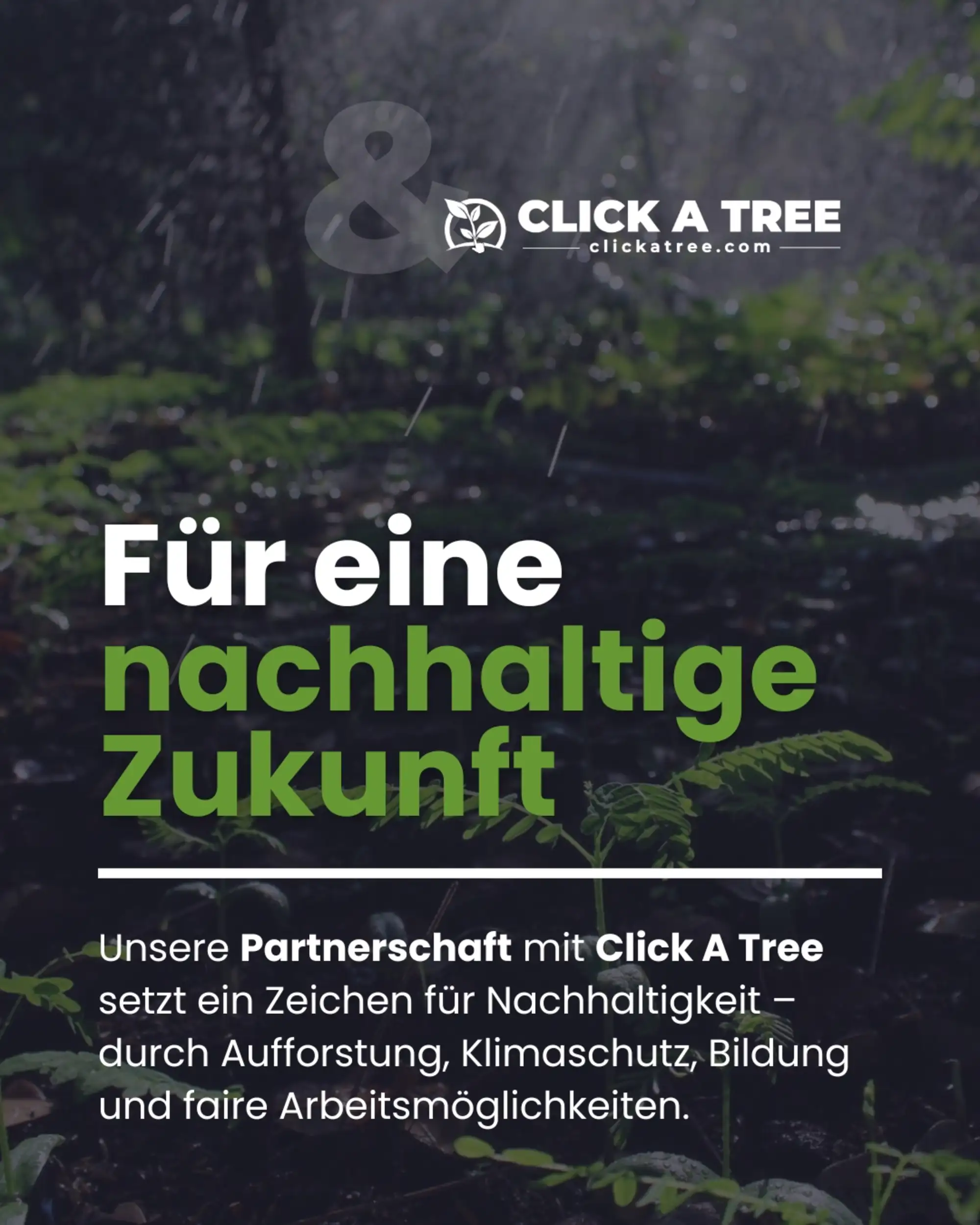 Junge grüne Bäume wachsen aus feuchter Erde im Regen und stellen das Konzept für eine nachhaltige Zukunft und Partnerschaft mit Click A Tree vor