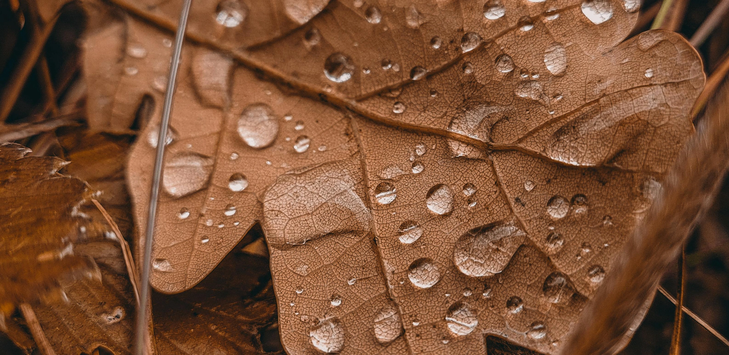 Project Banner Image