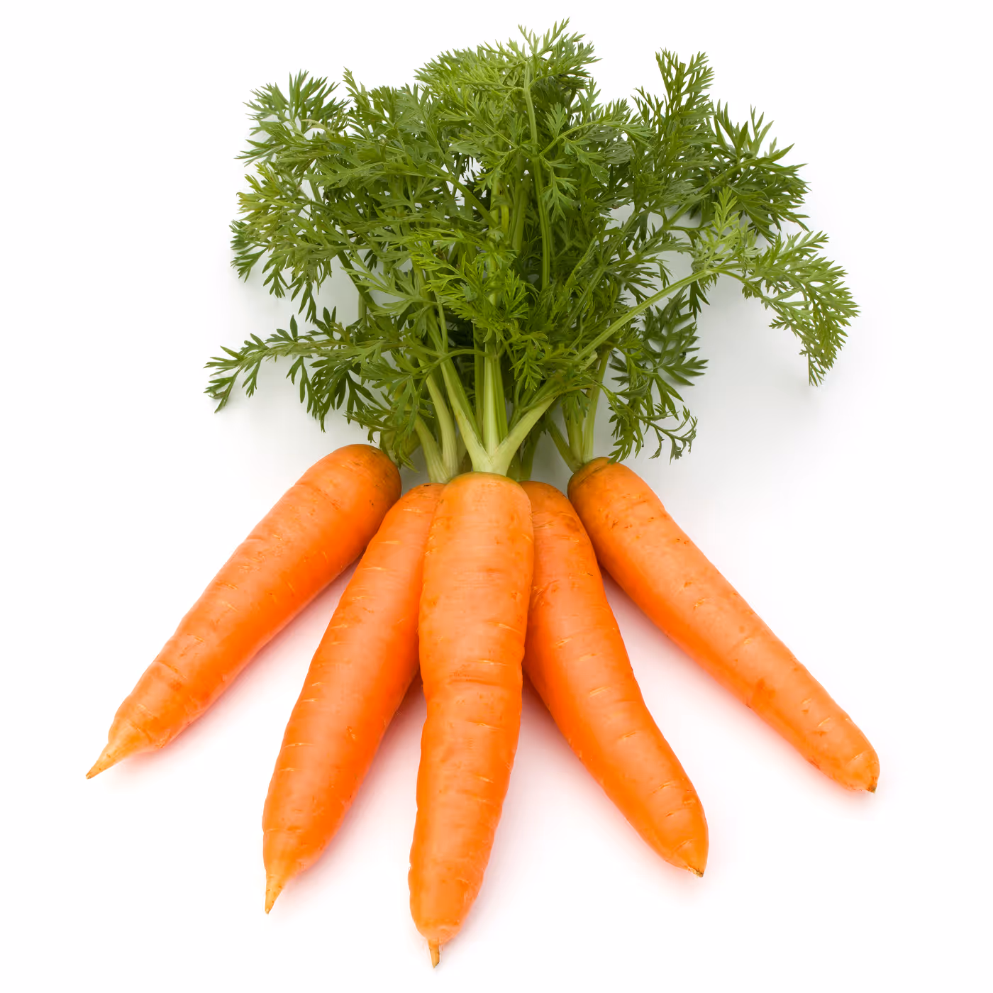 Carrot