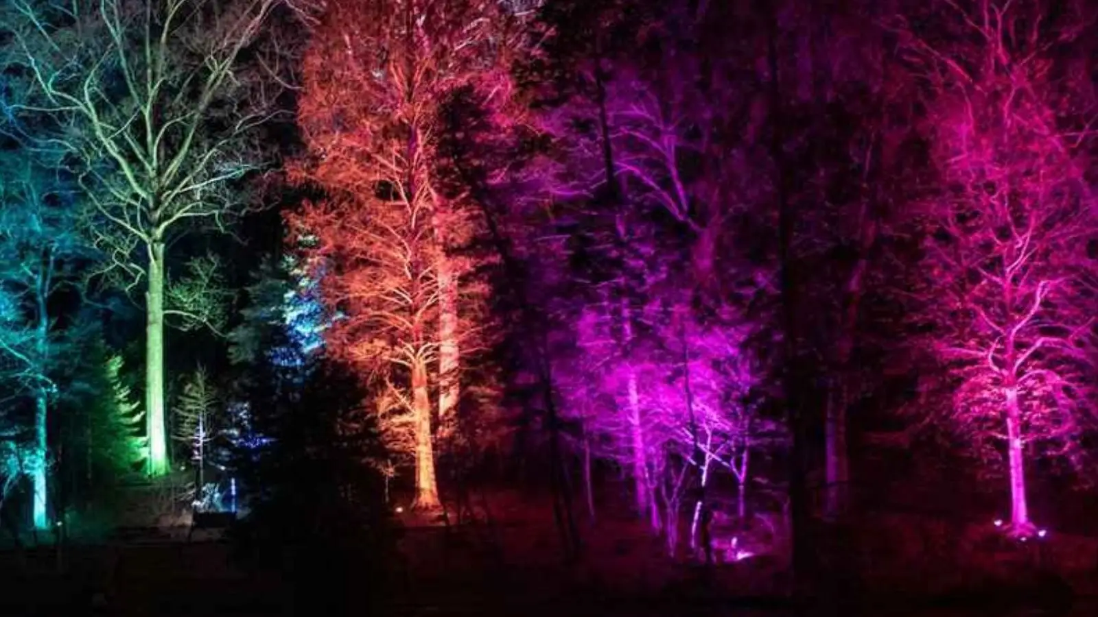 MediaLED OutdoorPAR LED-Scheinwerfer im Einsatz mit farbig angestrahlten Bäumen bei Nacht.
