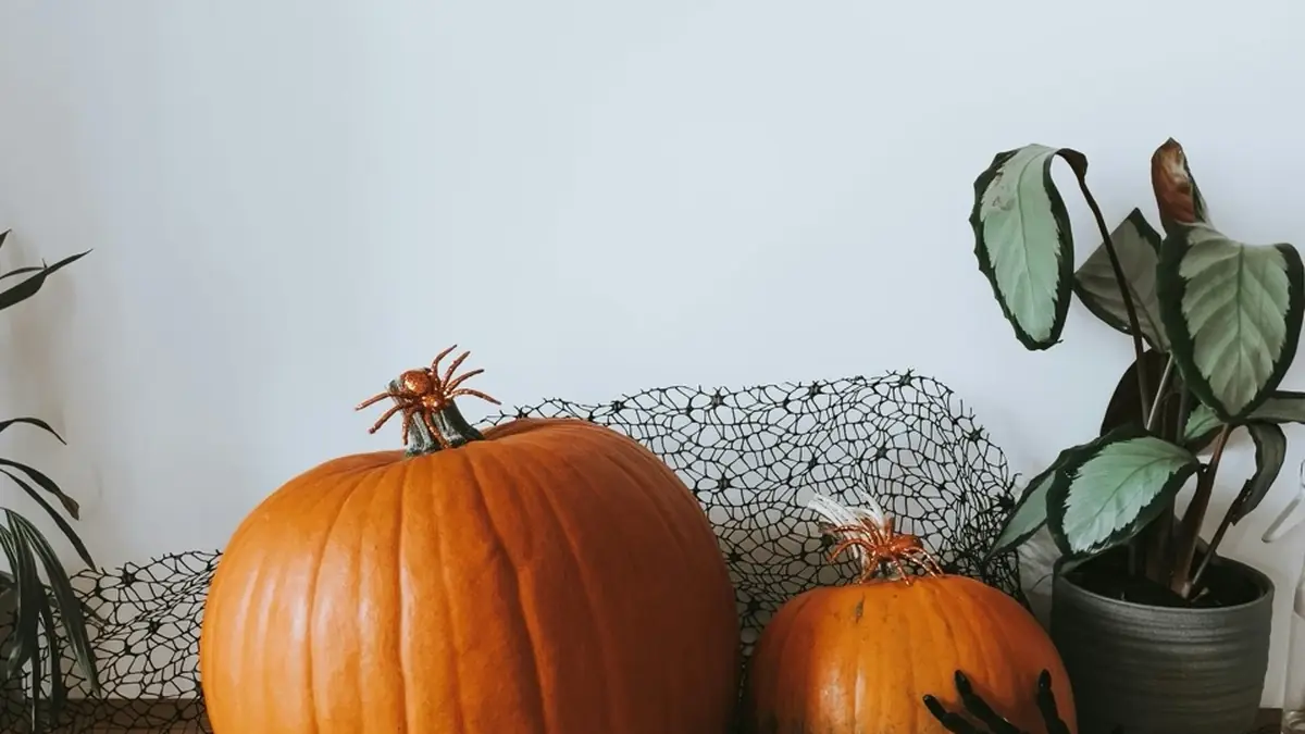Halloween-Dekoration mit Kürbissen, schwarzem Netzstoff und Spinnen