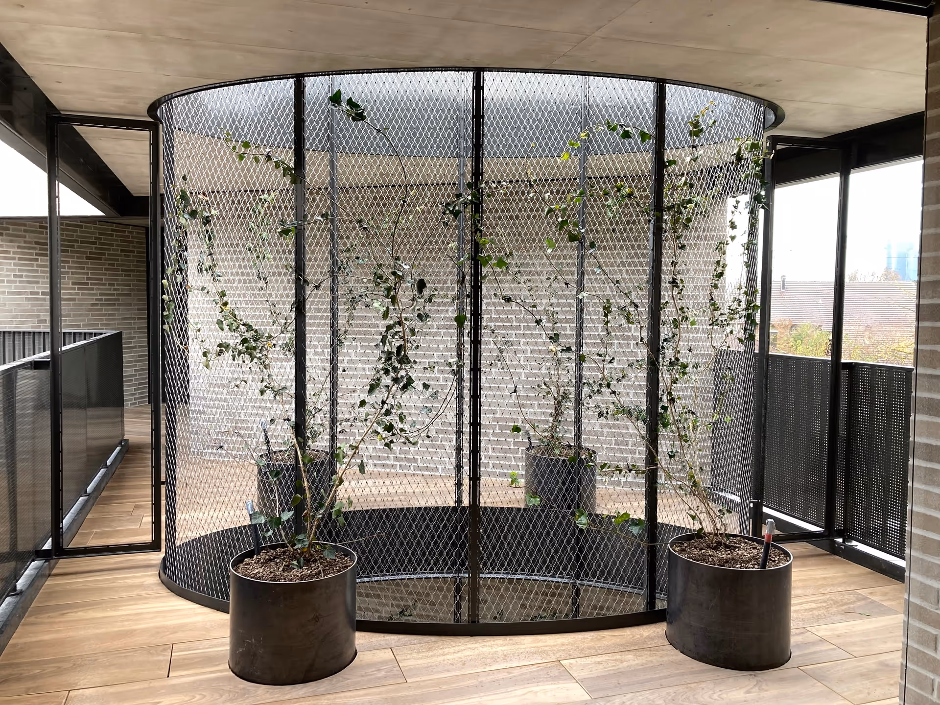 Two potted plants with climbing vines positioned in front of a circular metal mesh enclosure on a wooden floor.