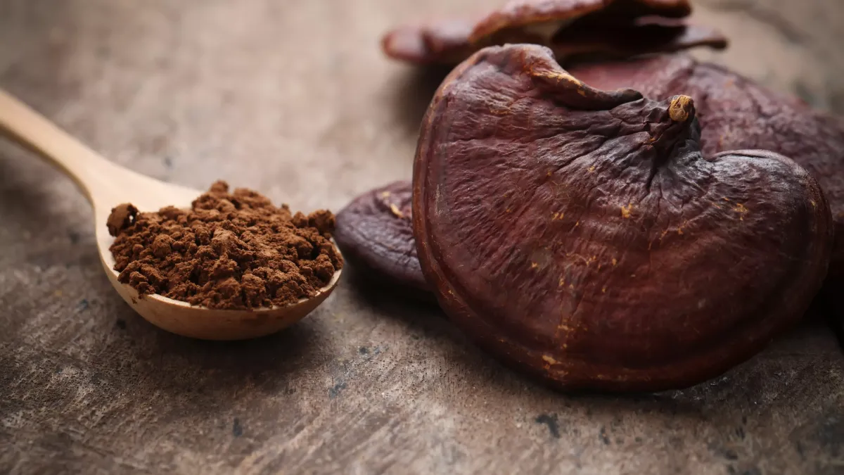 ReishiDer Reishi (Ganoderma lucidum) wird besonders wegen seiner natürlichen blutverdünnenden Eigenschaften untersucht 🩸 Dieser rote lackierte Pilz, in Asien "Pilz der Unsterblichkeit" genannt, kann mit blutverdünnenden Behandlungen wie Warfarin oder Aspirin interagieren. Unerwünschte Effekte einschließlich Verdauungsstörungen, Nasenbluten und Leberschäden wurden in bestimmten Studien berichtet. Reishi wird auch Personen mit Thrombozytopenie oder vor chirurgischen Eingriffen abgeraten ⚠️