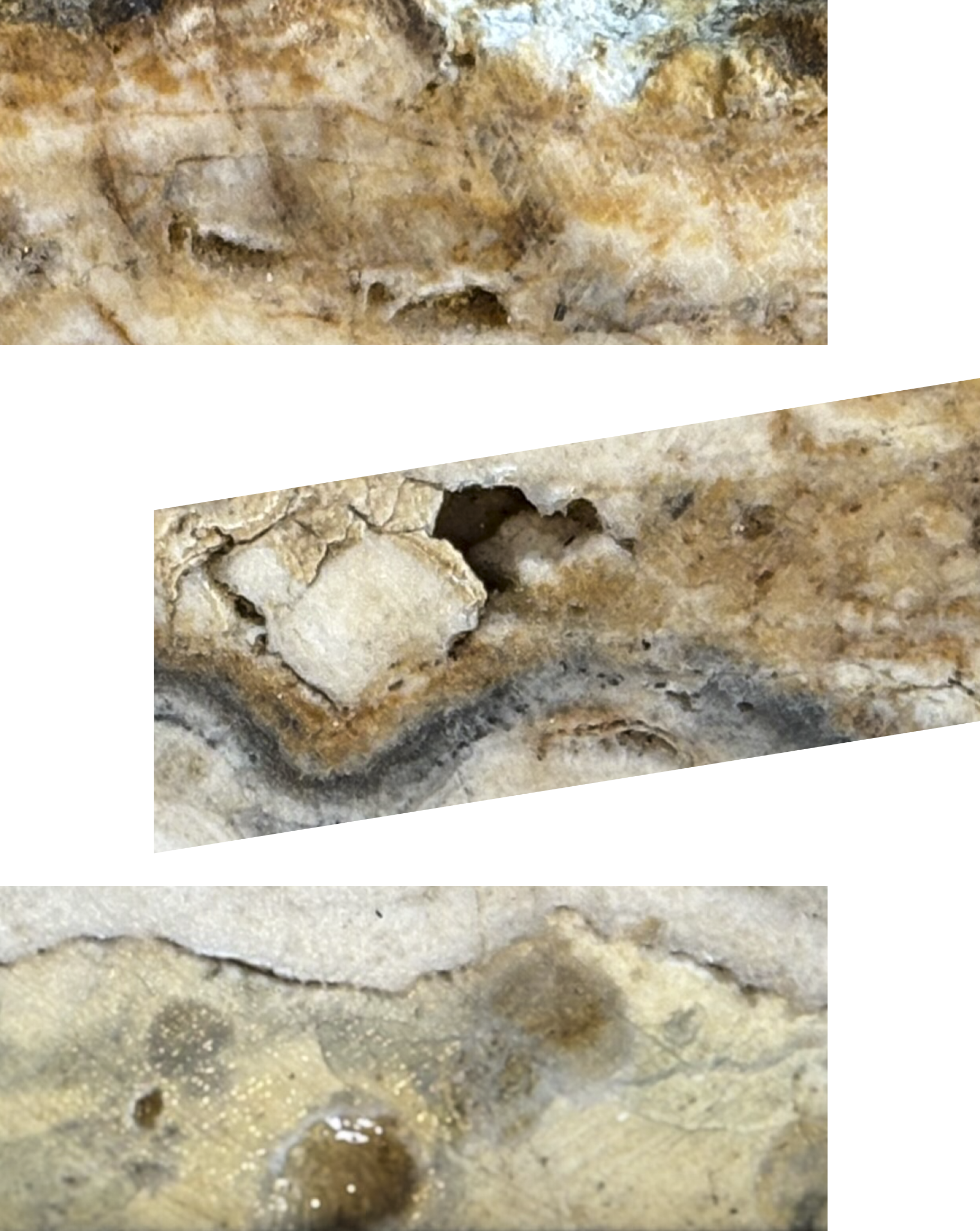 Zedex logo with image