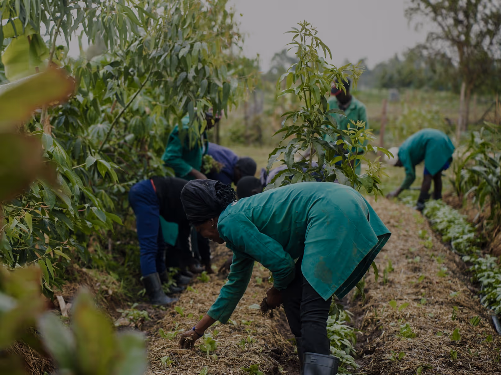 Several people bent over planting or tending crops in a green field wearing green coats and black head coverings.