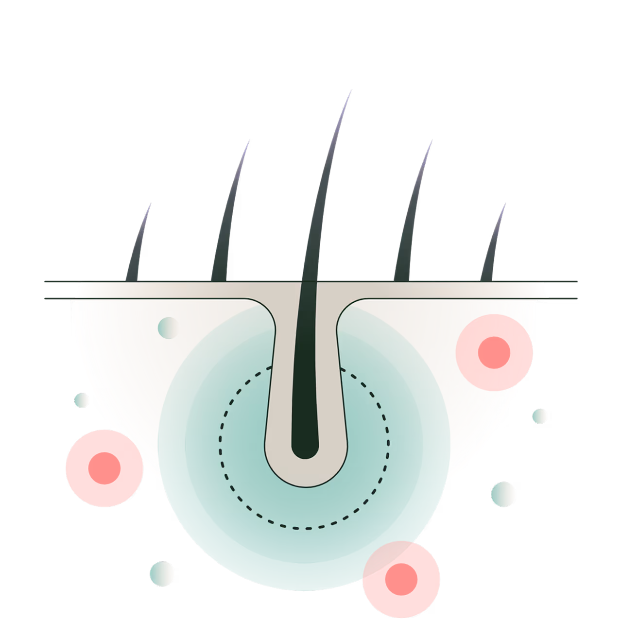 Promotes hair growth